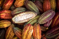 Le cours du cacao s'envole en bourse et fait monter le prix du chocolat, …mais les producteurs n'en voient pas toujours la couleur